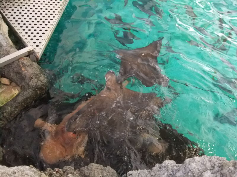 $韓国大好き!FTISLAND大好き!ブルーミングライフ管理人ブログ